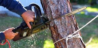Best Storm Damage Tree Cleanup  in Highland City, FL